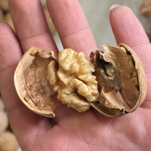 گردوی خارجی امسالی سوپر لوکس