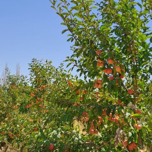 باغ 1500 متر جاده اخلمد