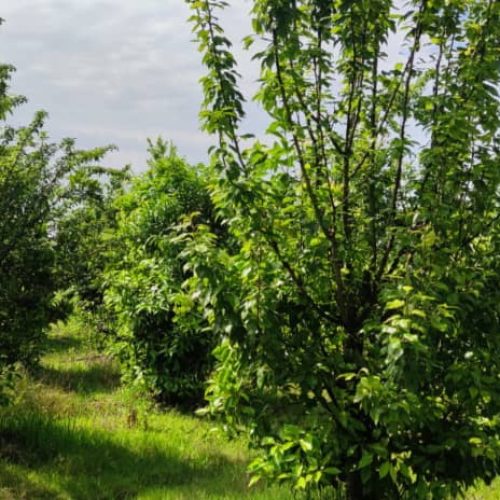 فروش باغ ویلا