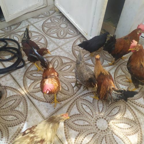 12 عدد مرغ و خروس