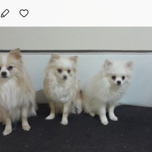 واگزاری سگ بامر