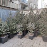 درخت نوئل آبی و سبز در ارتفاع‌های متنوع