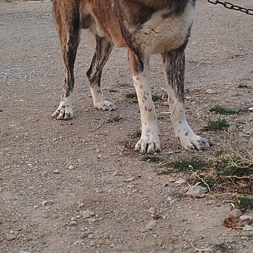 سگ واگذاری