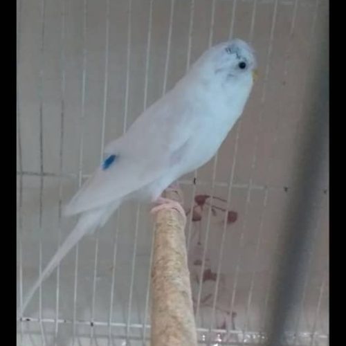 جفت مرغ عشق باجوجه وتخم