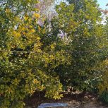 خانه باغی 400متر، سه خواب، فیروزی