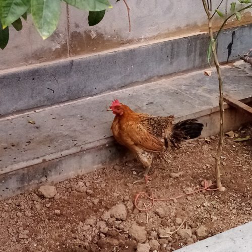 فروش قفس. مرغ. بلدرچین