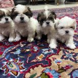 سگ شیتزو سوپر فلت