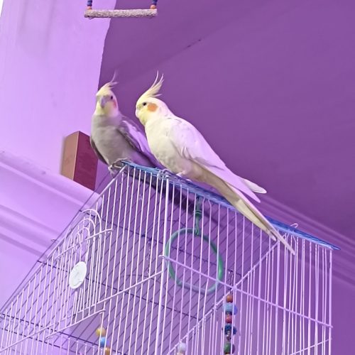 یک جفت عروس هلندی رام