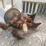 12 عدد مرغ و خروس