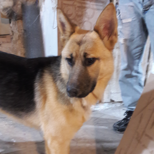 سگ ژرمن