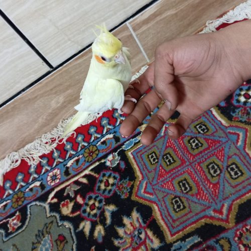 عروس هلندی