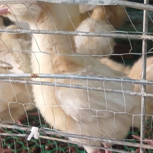 جوجه بوقلمون بیوتی و برنز جوجه مرغ لوهمن