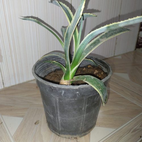 گل گاو ابلغ