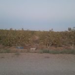 درخت پسته پر بار