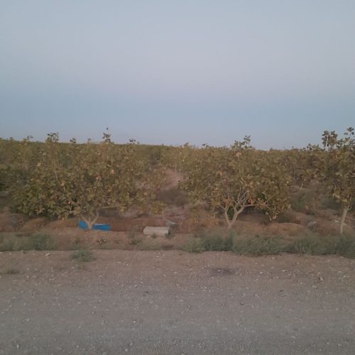 درخت پسته پر بار