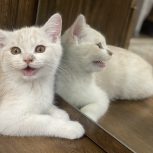 گربه اسکاتیش3ماهه
