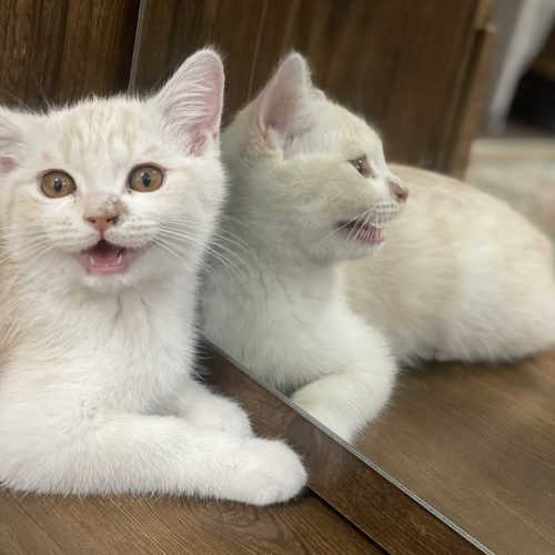 گربه اسکاتیش3ماهه