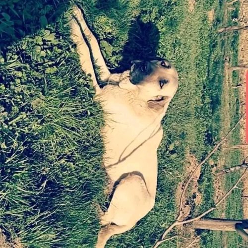 سگ پژدر عراقی ماده 17 ماه