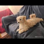 سگ ماده نژاد مالتیز خیلی بامزه