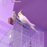 یک جفت عروس هلندی رام