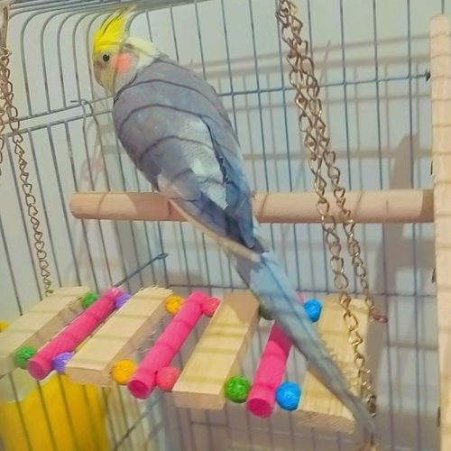 عروس هلندی ماده مست مست