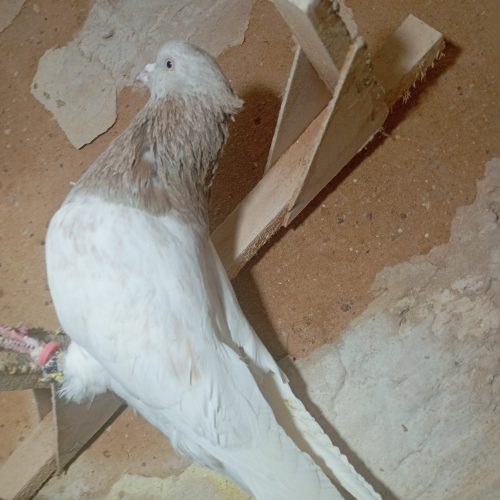 کفتر