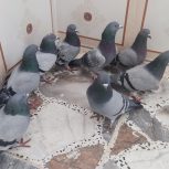 چند جفت کبوتر
