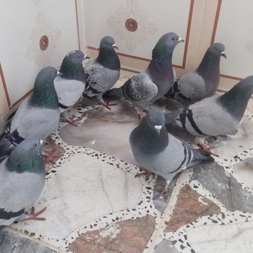 چند جفت کبوتر