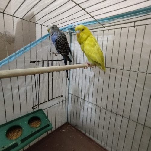 یک جفت مرغ عشق صحیح و سالم