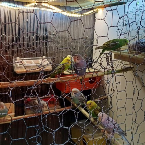 چند جفت طوطی برزیلی مرغ عشق عروس دستی