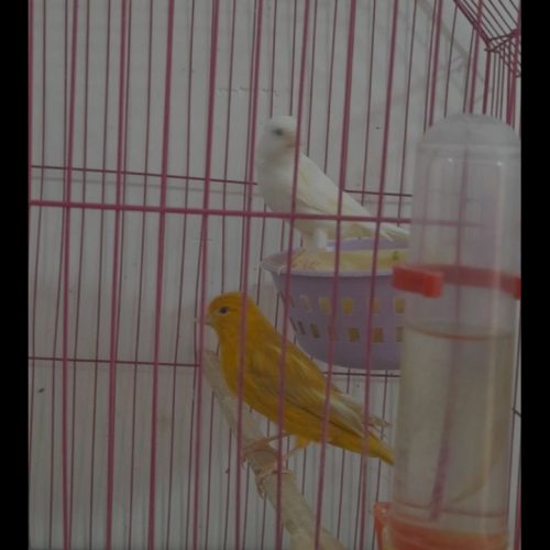 قناری متن بخون خواهشا