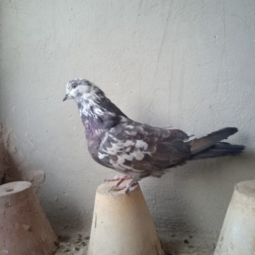 سفید تهرونی وسینه ای