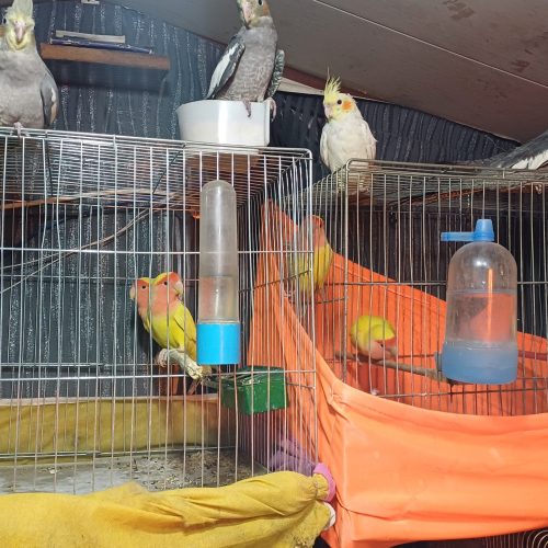 چند جفت طوطی برزیلی مرغ عشق عروس دستی