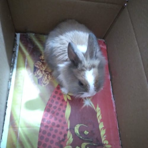 یک خرگوش کوچولو قشنگ و واکسن خورده