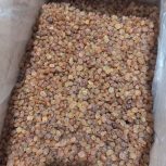 کشمش تیزابی درجه یک کارتون 9 کیلویی قیمت 1/080/000