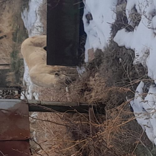 توله ی سگ سرابی