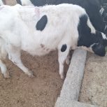 گوساله فورشی فوری