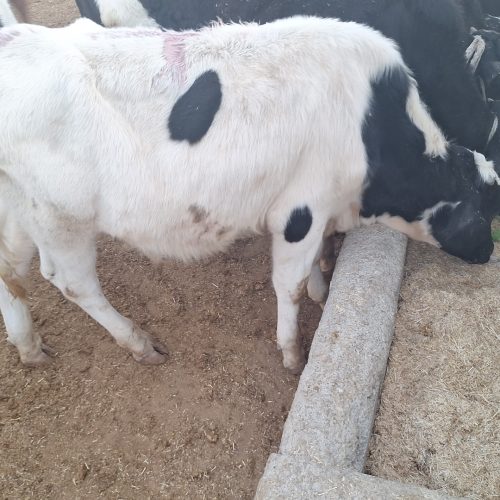 گوساله فورشی فوری