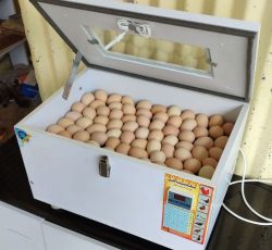 دستگاه جوجه کشی