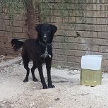 سگ ماده قهدریجونی