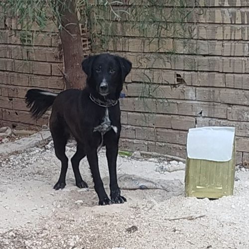 سگ ماده قهدریجونی