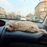 سگ شیتیتزو
