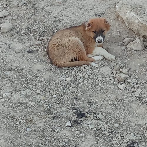 4عدد توله قهدرجونی