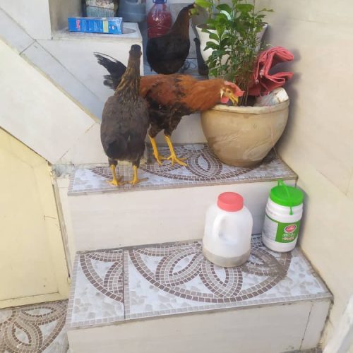 12 عدد مرغ و خروس