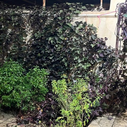 ویلایی لوکس مبله