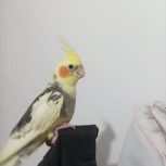 عروس هلندی نر4ماهه دستی