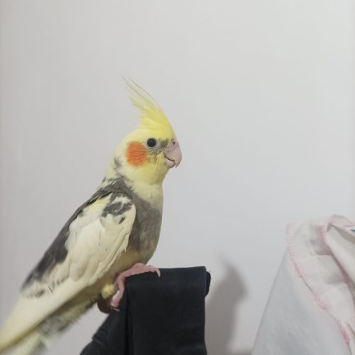 عروس هلندی نر4ماهه دستی