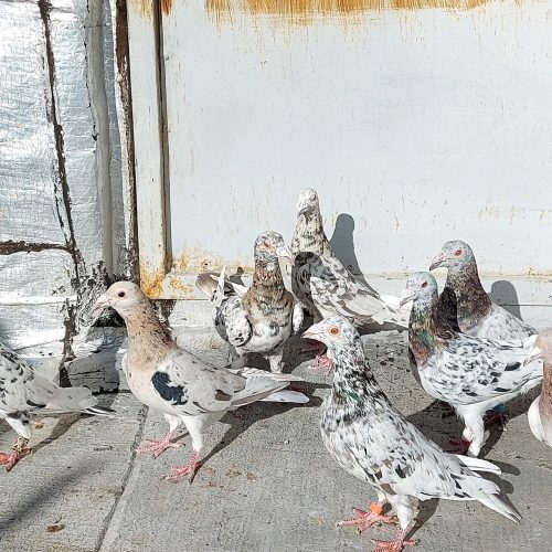 کبوتر یا کفتر