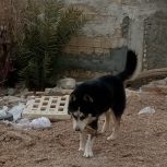 سگ هاسکی جوان، پر تحرک، و چشم یخی