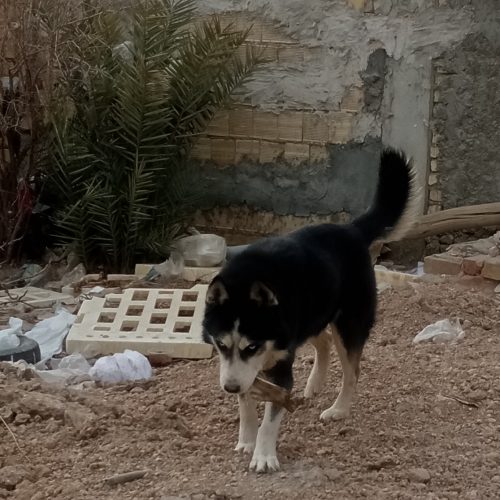 سگ هاسکی جوان، پر تحرک، و چشم یخی